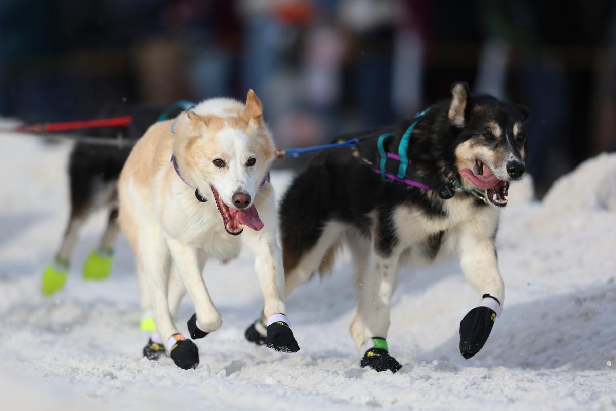 Iditarod Race Underway After Lack of Snow Forces Major Changes to Iconic Alaskan Event