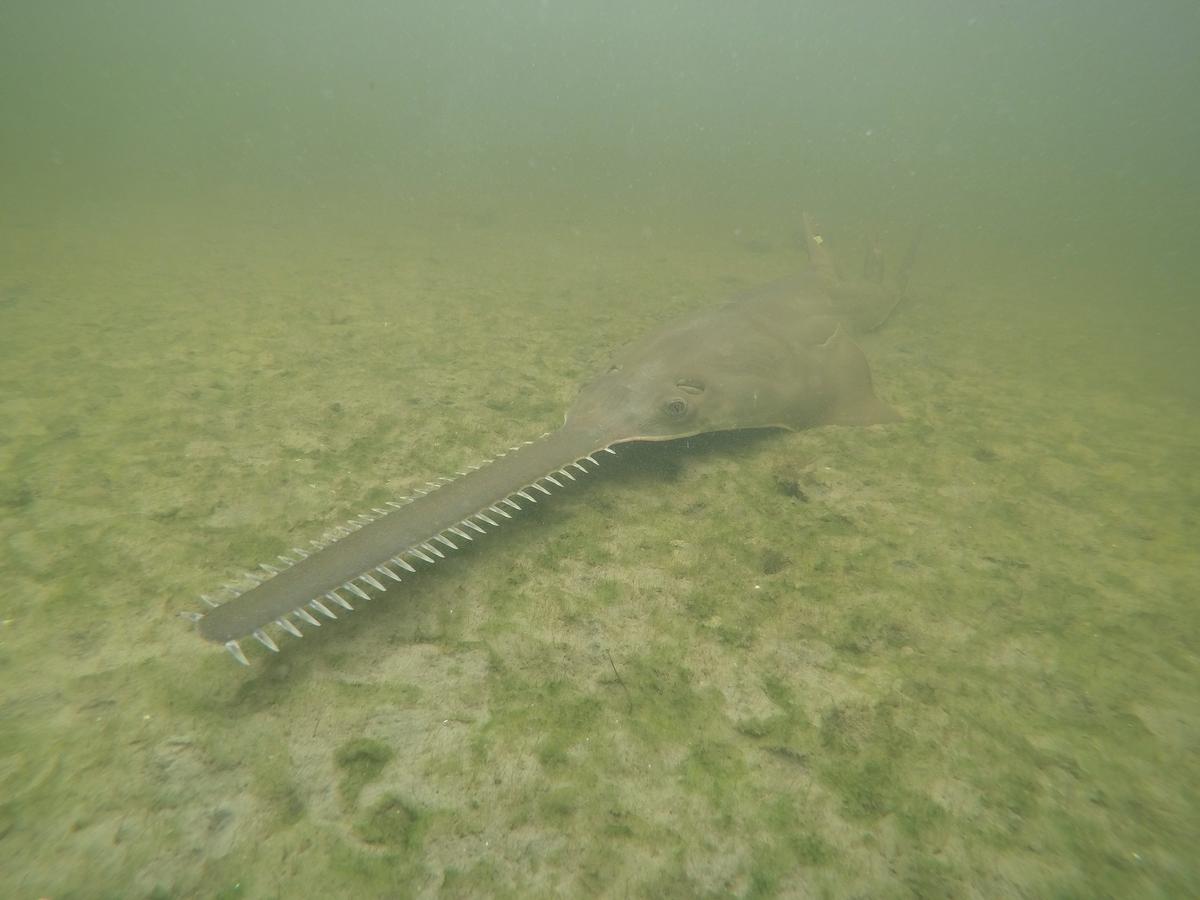 Mysterious Affliction Causing Endangered Sawfish to Spin and Die Resurfaces in Florida
