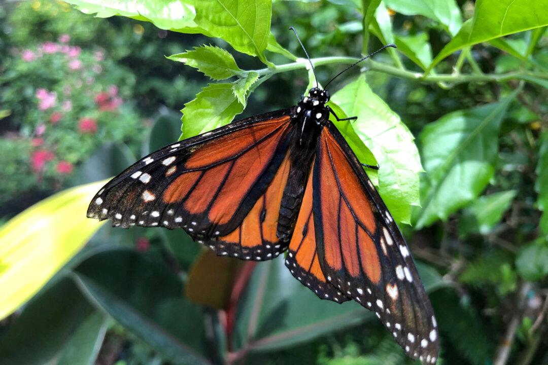 Butterfly Populations Plummet by 22 Percent in US Since Turn of Century