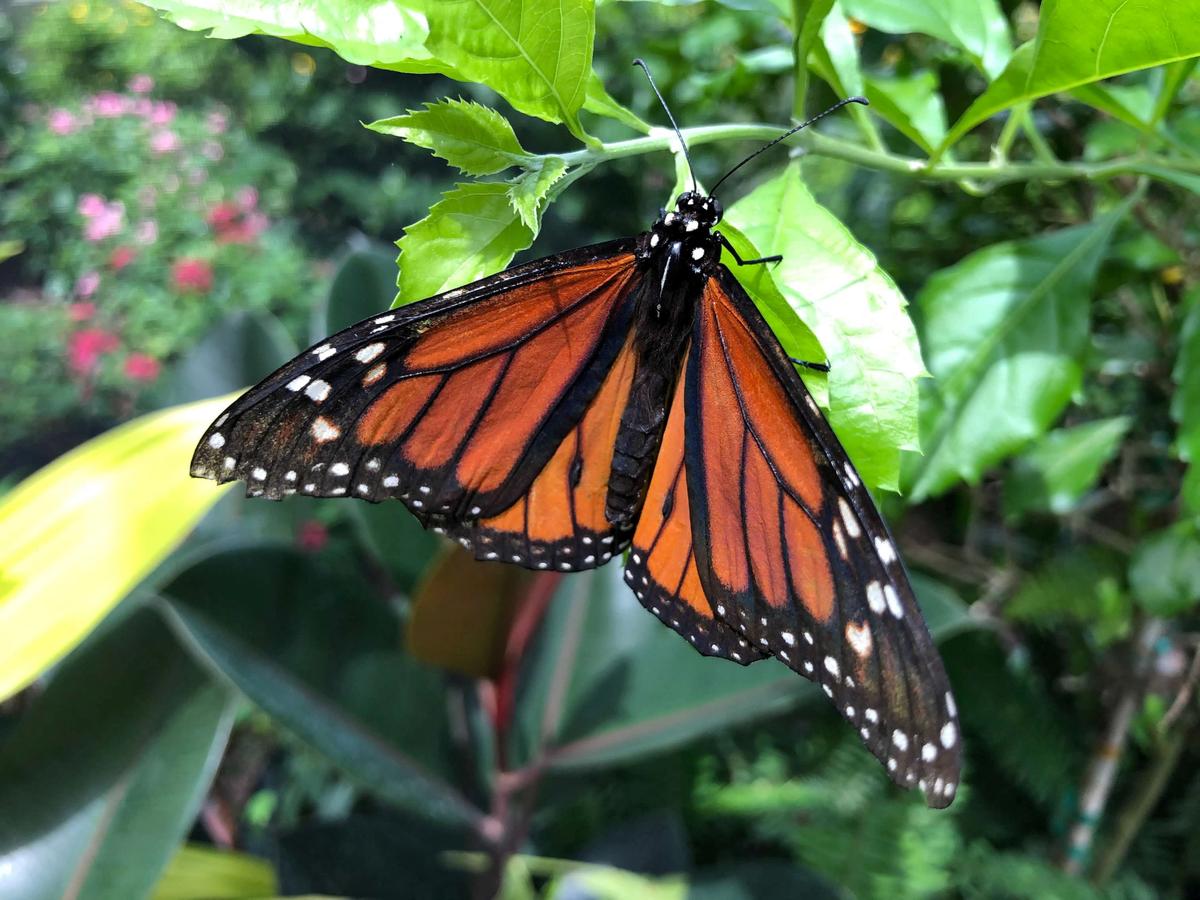 Butterfly Populations Plummet by 22 Percent in US Since Turn of Century