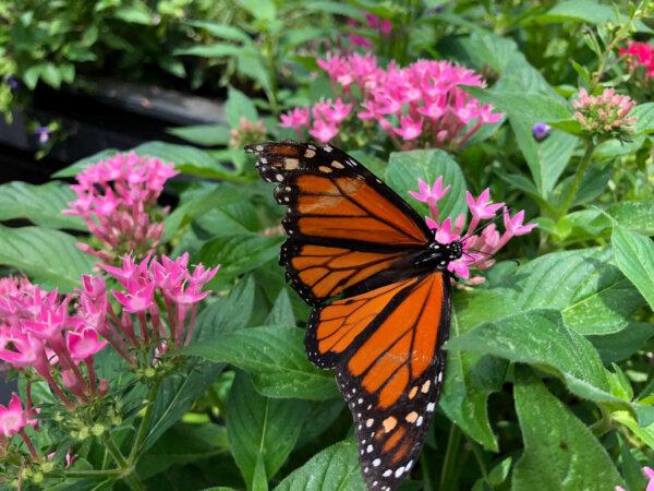 Monarch butterflies will be seen in Boonehall Plantation and Garden Enclosures in Mount Pleasant, South Carolina on August 20, 2019 (Wildunham/Reuters)