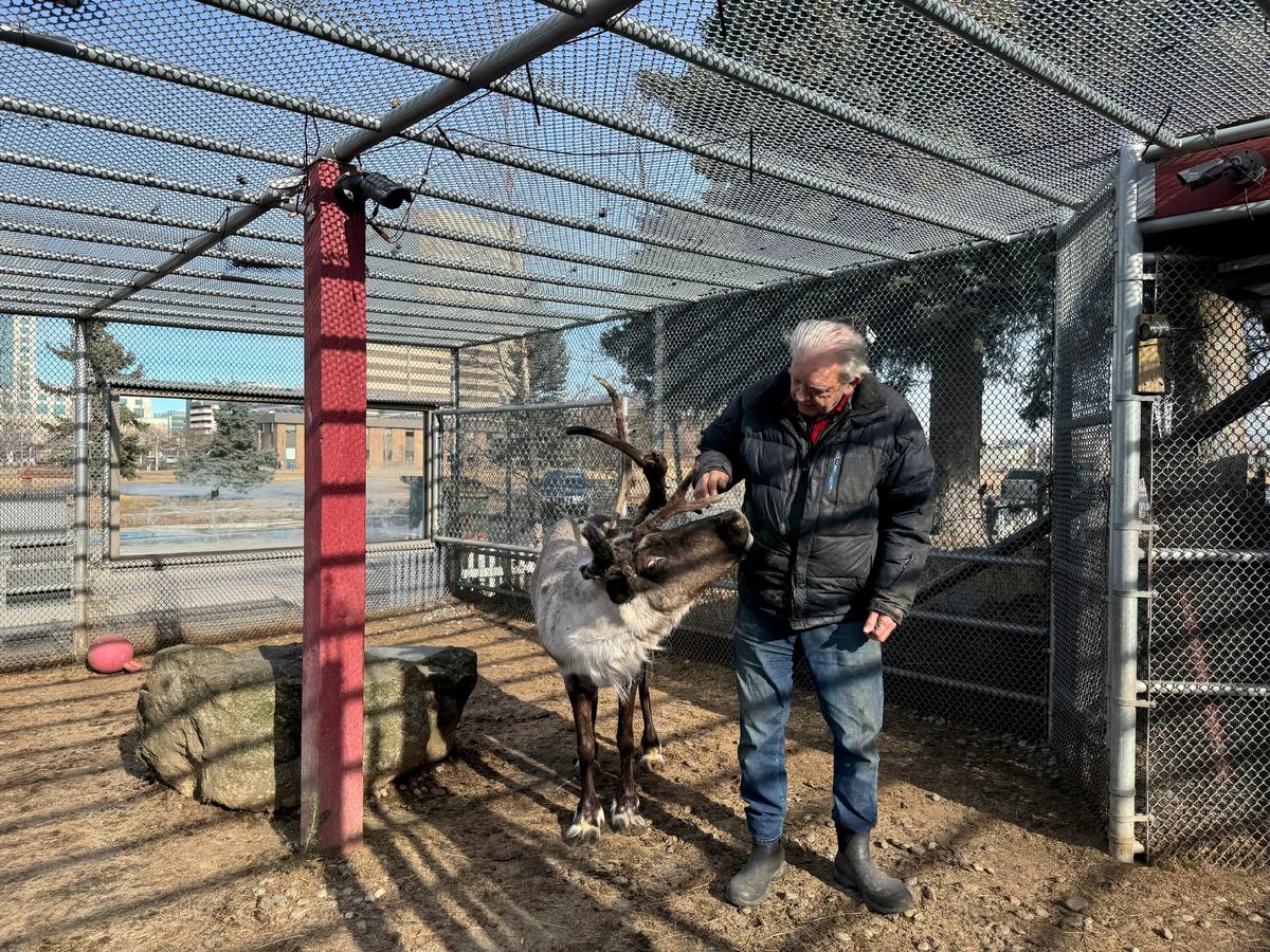 Iconic Pet Reindeer in Alaska Falls Mysteriously Ill After Someone Tampers in His Pen