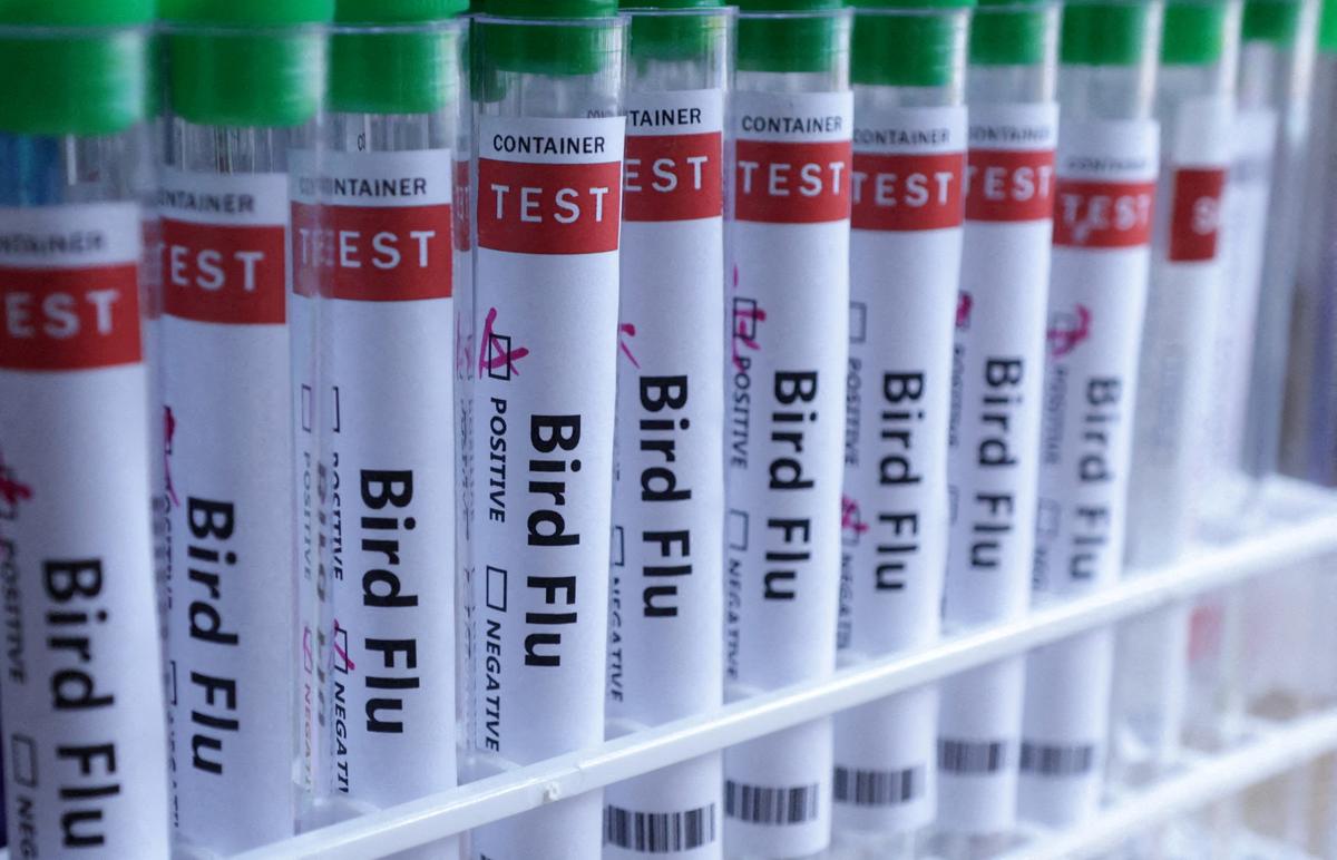 Bird Flu Becomes ‘Urgent’ Notifiable Condition in Victoria