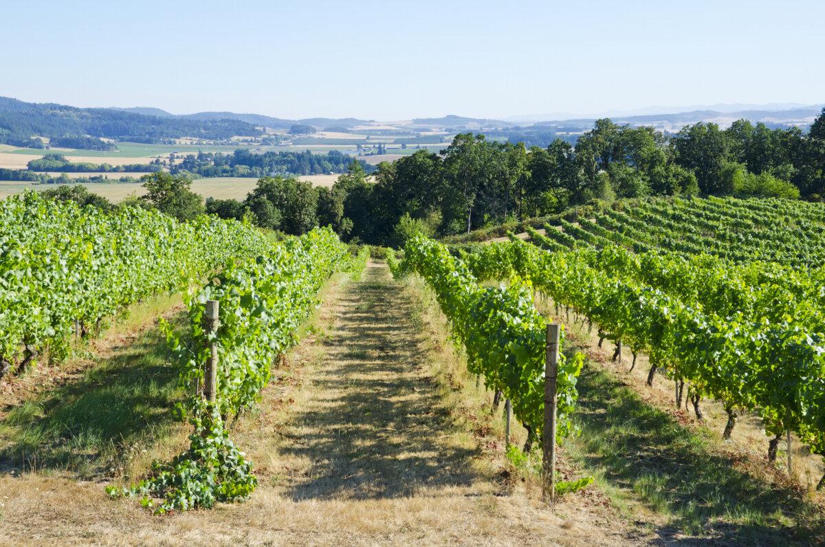 A Pinot Noir vineyard in the Willamette Valley. (Dreamstime/TNS)
