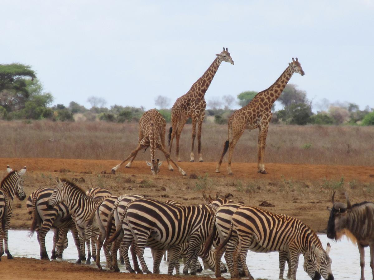 These US Travelers Saw Zebras, Lions, and Much More on a Low-Key Dream Safari
