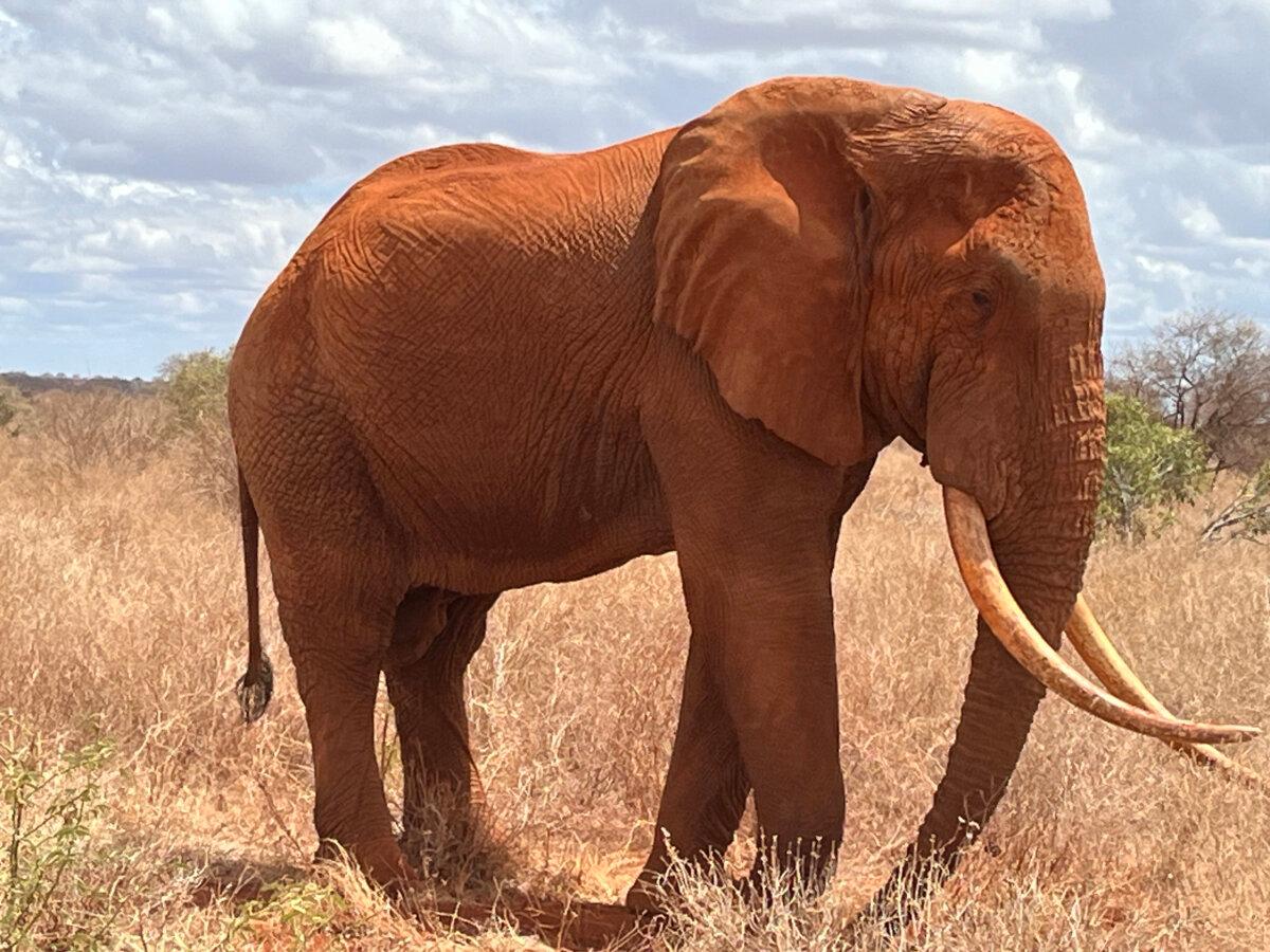 As the color of the dirt changes, so does the appearance of the elephants. Sue Campbell and Steve Nordgaard spotted this big tusker in Tsavo East National Park in Kenya. (Steve Nordgaard/TNS)