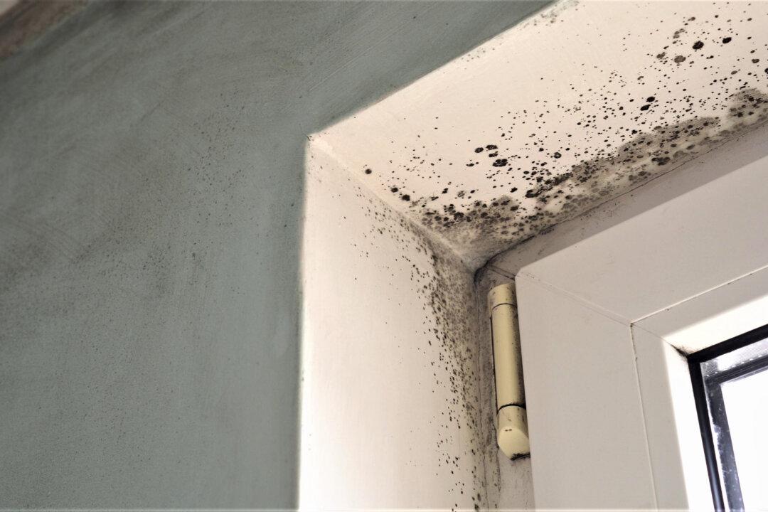 Eliminate Damp, Moldy Odors