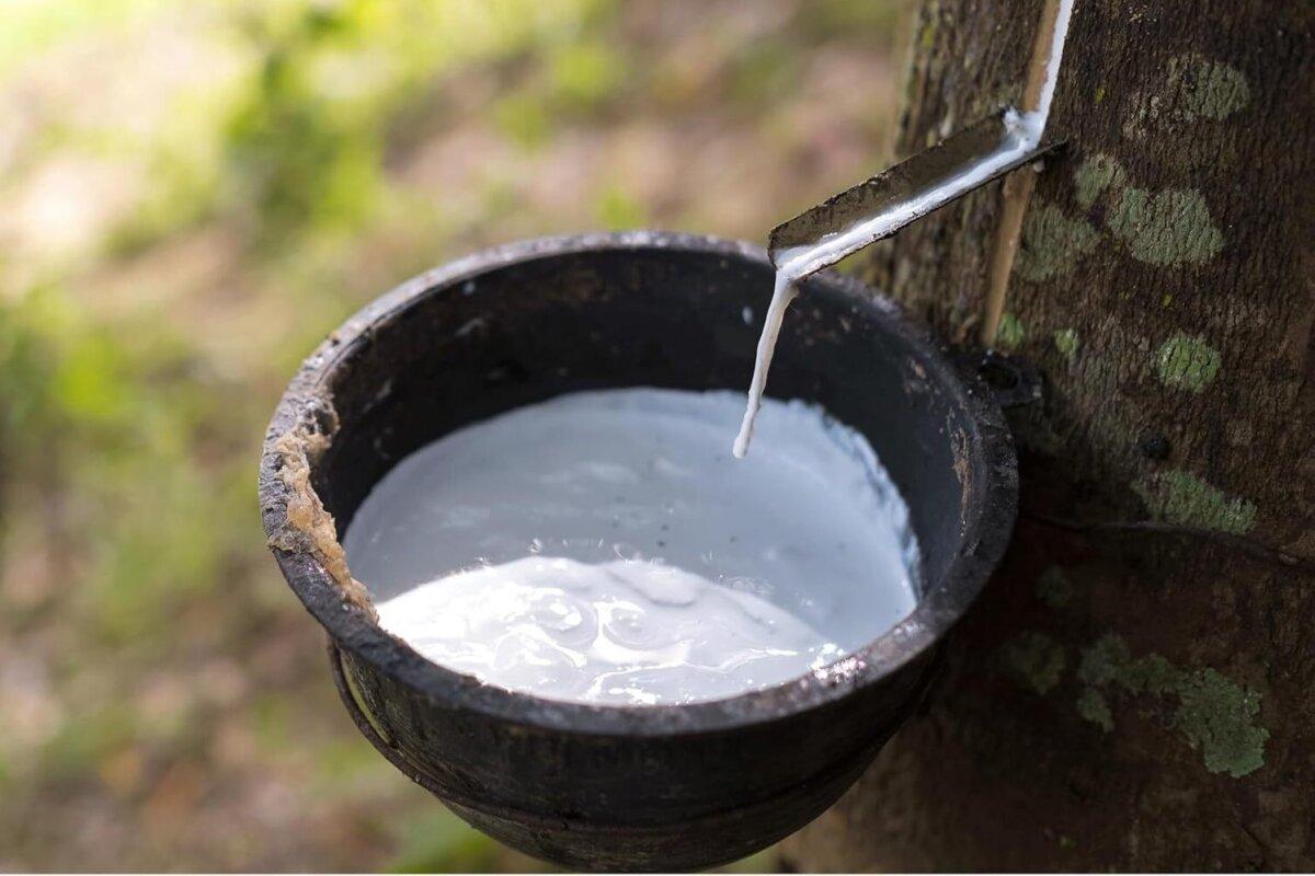 Our Talalay natural latex is harvested from sustainably replanted Hevea brasiliensis forests. (Source: Coop Sleep Goods)
