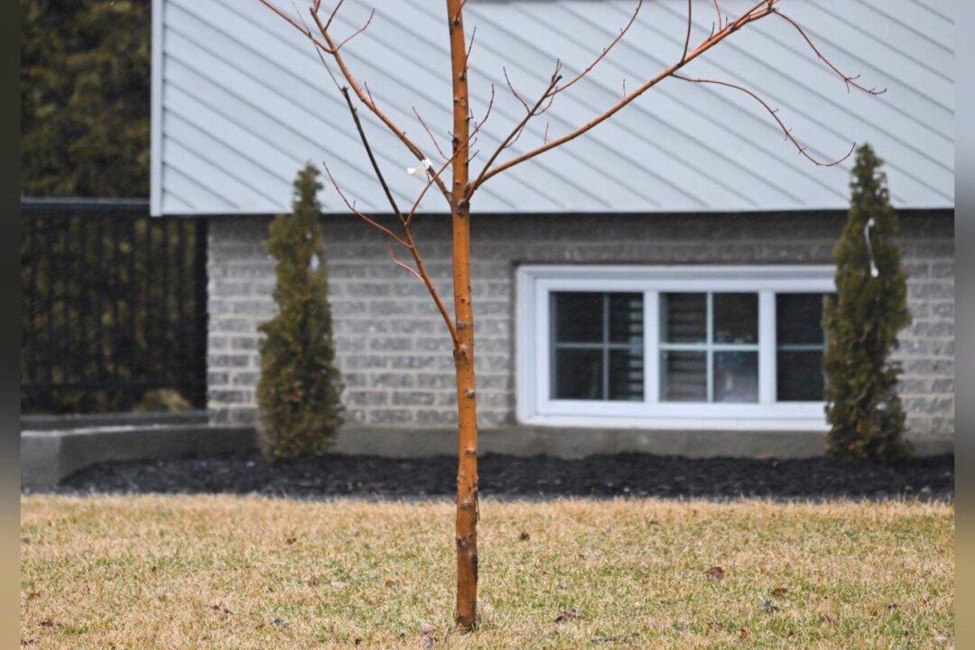 ‘Tree Police’: Quebec Town Charges $200 Fee for Homeowners With Treeless Yards