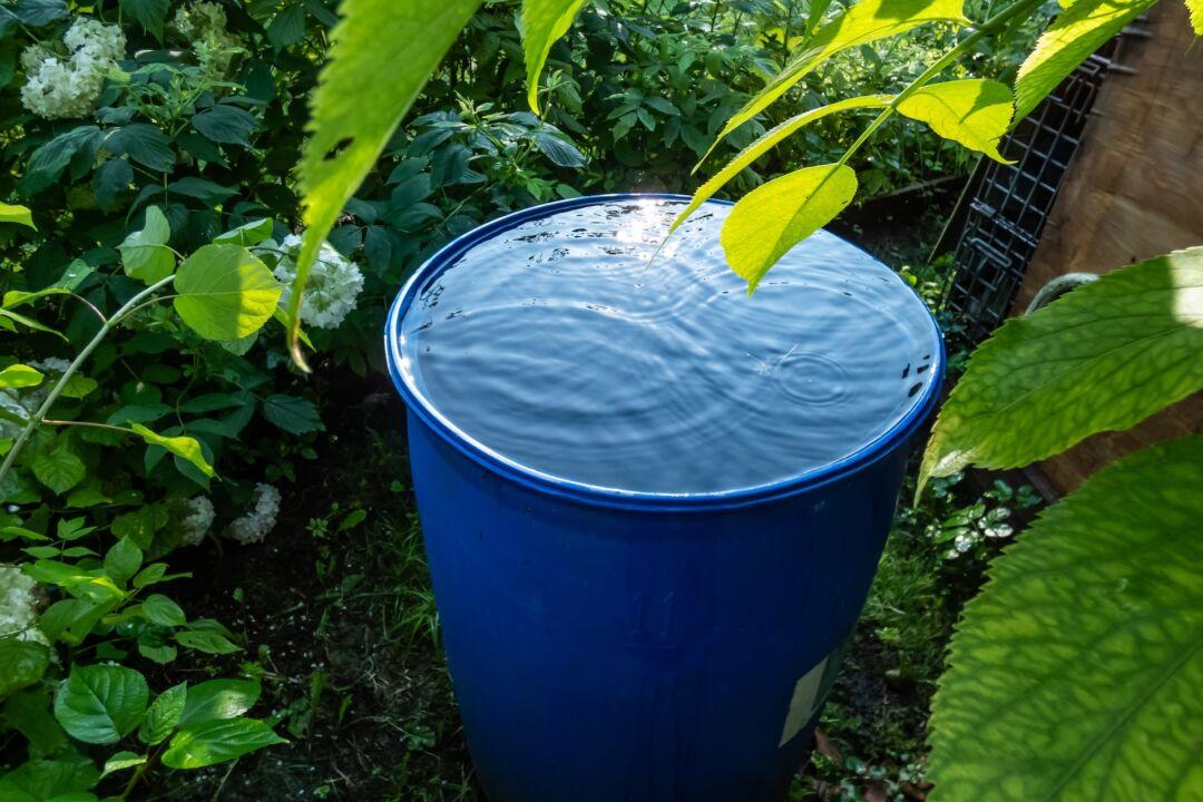 Harvesting Rainwater for Easy Collection, Storage, and Use
