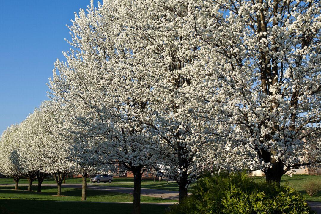 Kansas Is Banning Bradford Pears