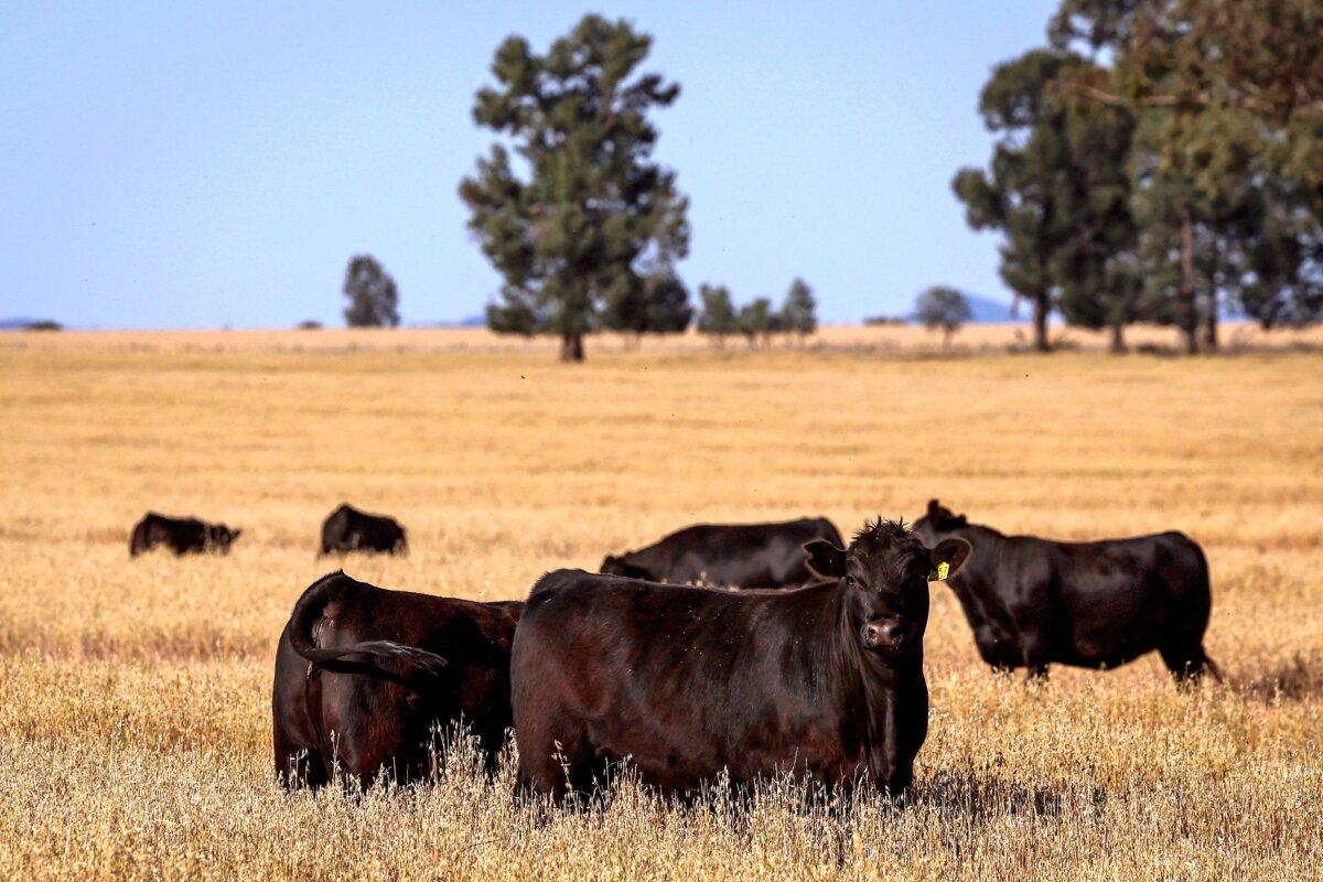 This picture taken on Oct. 29, 2024 shows cattle in a paddock on a property located near the north-central New South Wales town of Gunnedah. (David Gray/AFP via Getty Images)