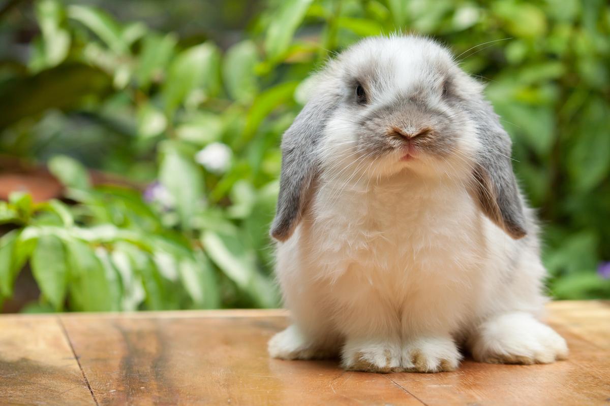 Sterilizing Pet Rabbits Has Medical and Behavioral Benefits