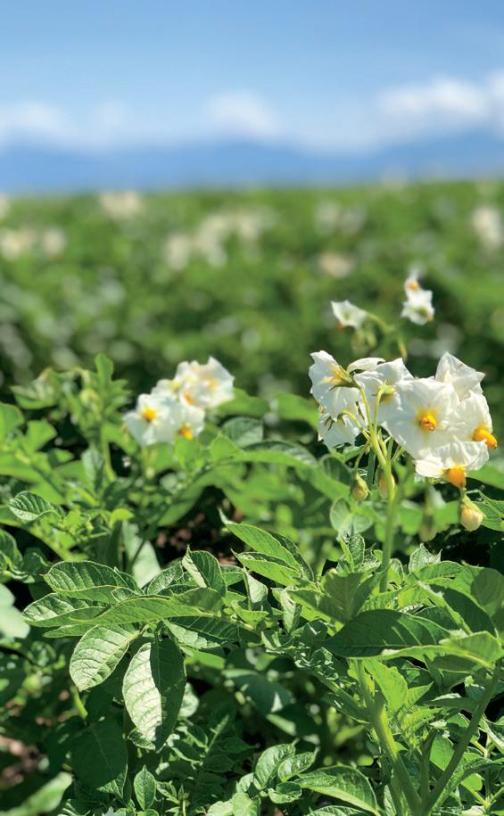 Potato flowers in bloom. Healthy plants resist disease better. (Courtesy of Advancing Eco Agriculture)