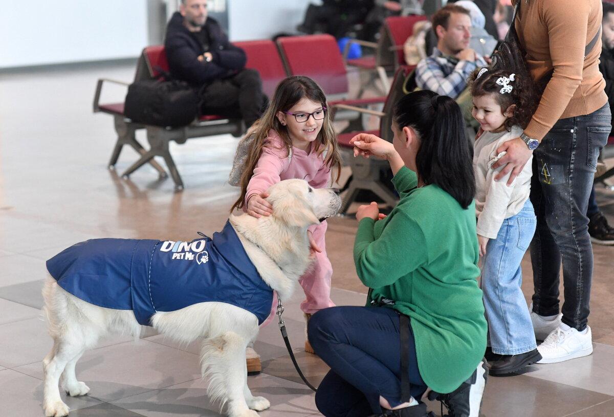 A girl pets Dino, a golden retriever led by his trainer, Vesna Kiskovska (R), at the Skopje International Airport, in Skopje, North Macedonia, on Jan. 29, 2025. (Robert Atanasovski/AFP via Getty Images)