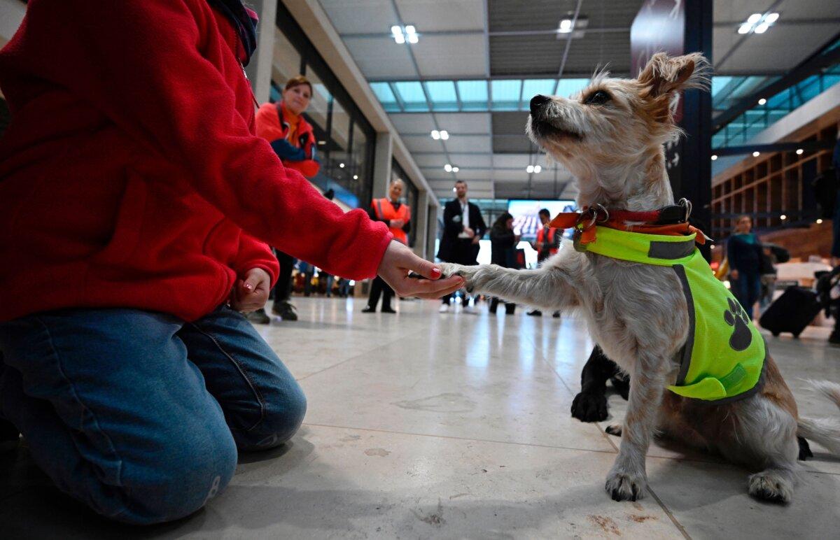 Comfort dog Pepper, a terrier mix, gives a paw to its trainer at the Berlin Brandenburg Airport BER in Schoenefeld, Germany, on Oct. 20, 2023. (Tobias Schwarz/AFP via Getty Images)