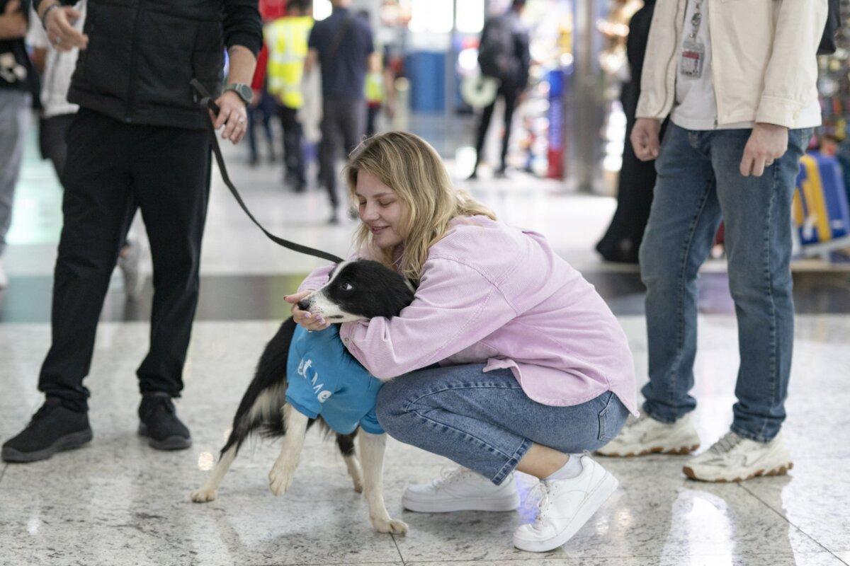 A traveler pets a therapy dog providing solace to stressed travelers before they board their flight at the Istanbul Airport on May 3, 2024. (Yasin Akgul/AFP via Getty Images)