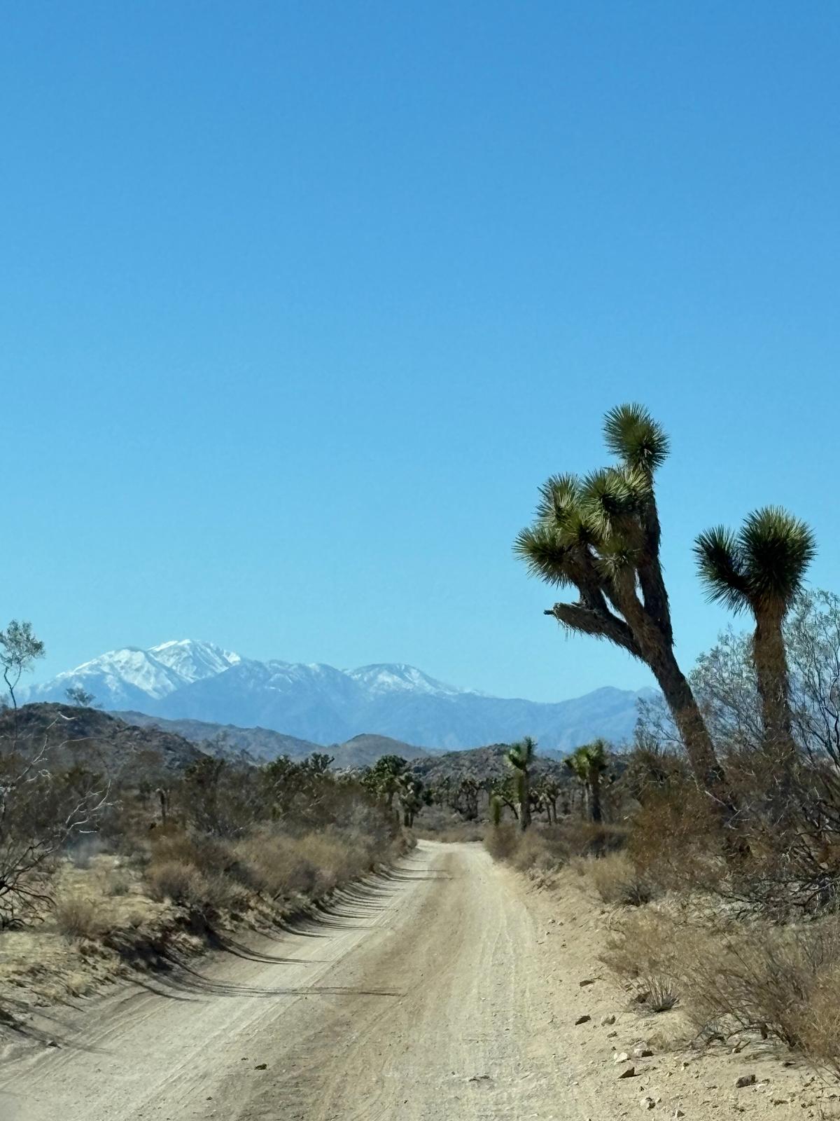 It's hard to imagine a family living in the inhospitable environment of the Mojave Desert. (Deena C. Bouknight)
