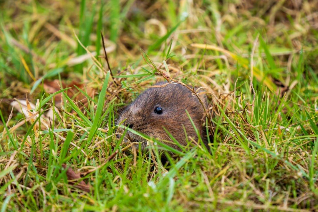 Voles and Linden Trees