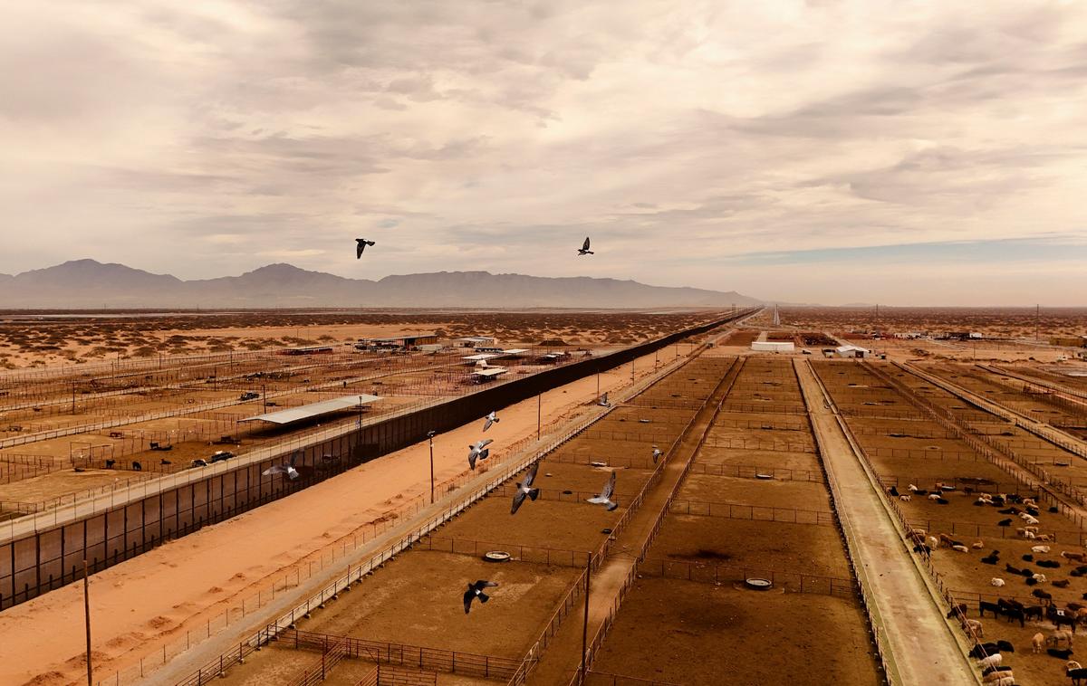 US Might Restrict Livestock Imports From Mexico Over Screwworm Concerns: USDA