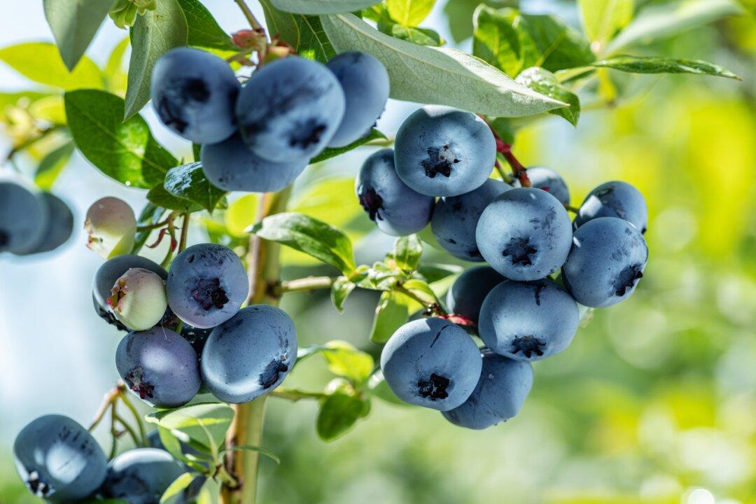 Foodscaping With Berries—No Orchard Required