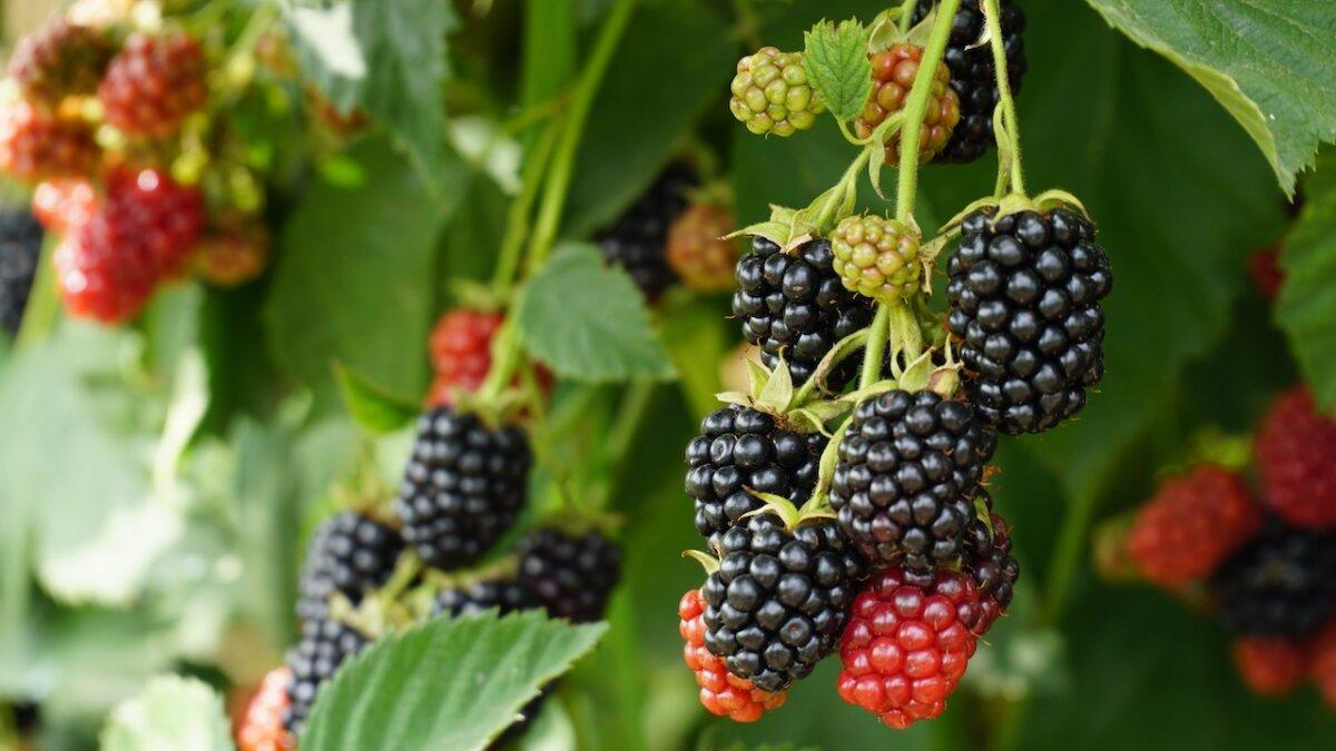 Blackberries prefer slightly warmer temperatures. (Nellia2/Shutterstock)