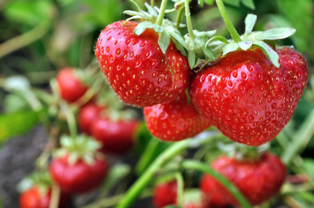 Strawberry plants start to produce less after five years. (yuris/Shutterstock)