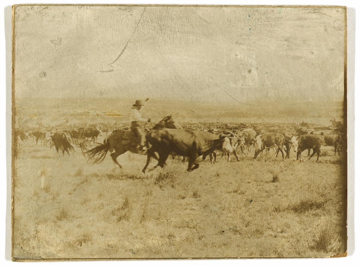Photograph shows a cowboy separating a cow from the rest of the herd on the LS Ranch in Texas, 1908, by Erwin E. Smith. Library of Congress. (Public Domain)