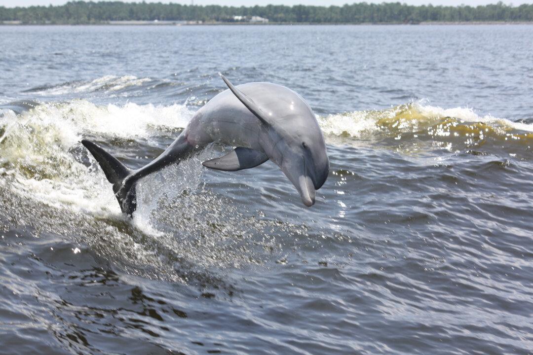 Want Your Florida Vacation to Make Waves? Set Sail on a Dolphin Cruise at Panama City Beach