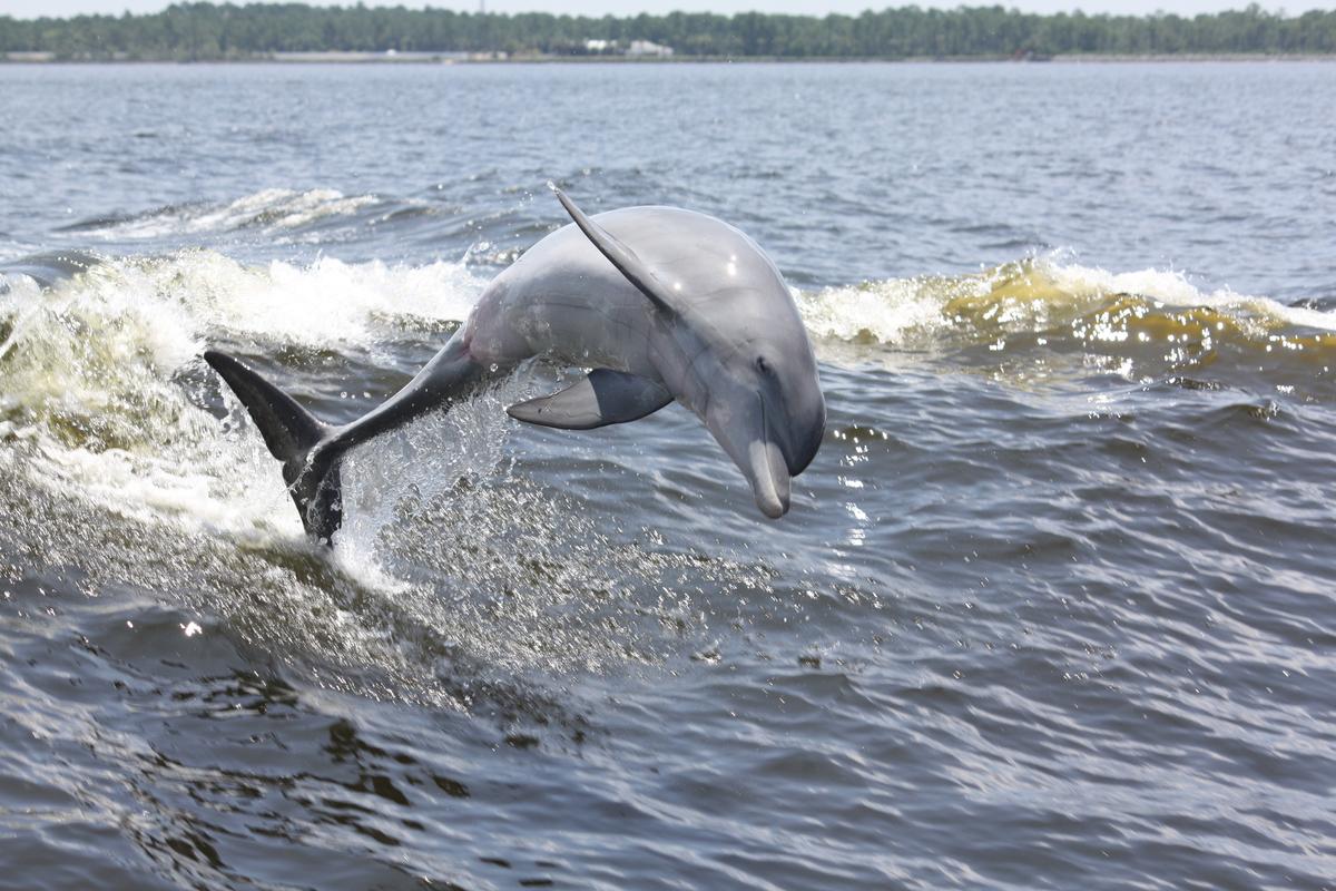 Want Your Florida Vacation to Make Waves? Set Sail on a Dolphin Cruise at Panama City Beach