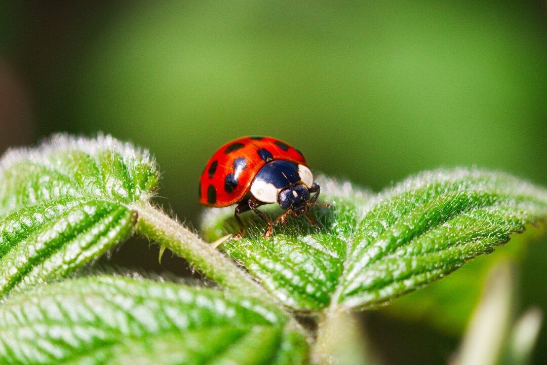 Ladybugs: A Natural Solution for Your Garden’s Pest Problems