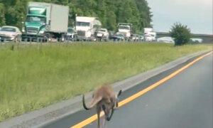 Runaway Kangaroo on the Loose Named Sheila Shuts Down Alabama Interstate
