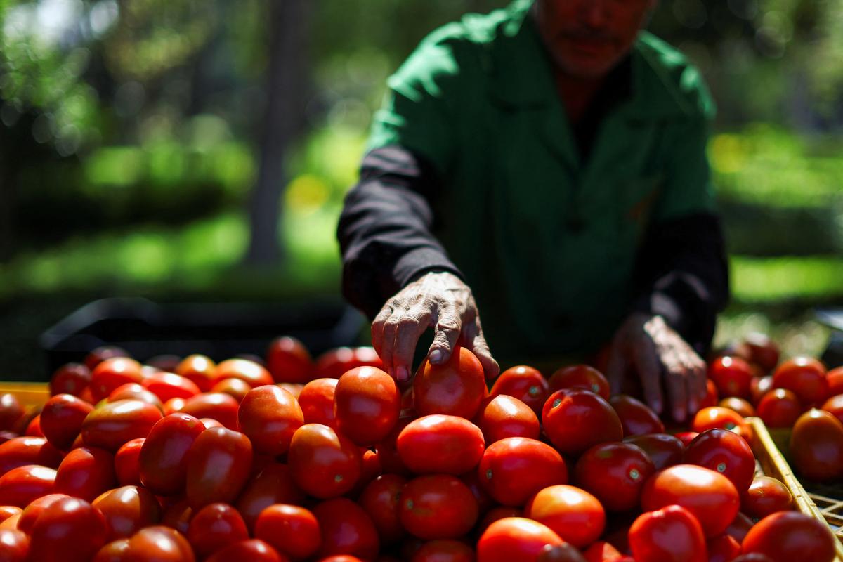 US Tomato Tariff on Mexico Reignites Long-Running Trade Dispute