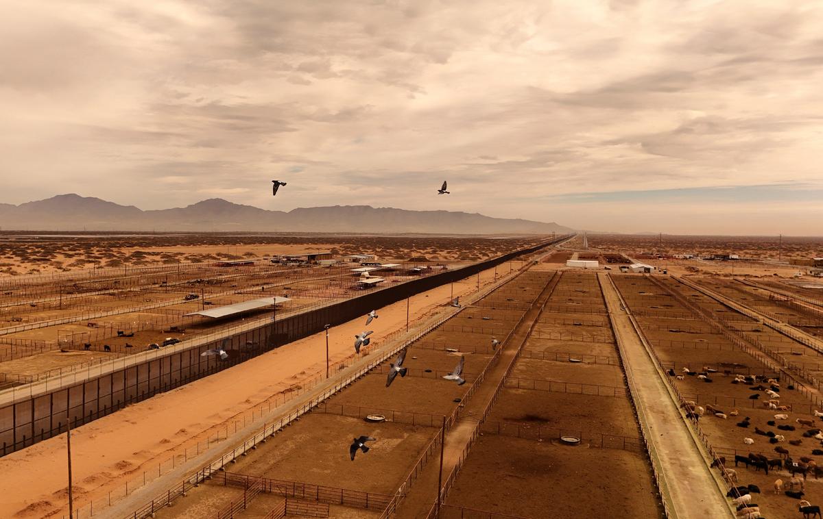 US Might Restrict Livestock Imports From Mexico Over Screwworm Concerns: USDA thumbnail