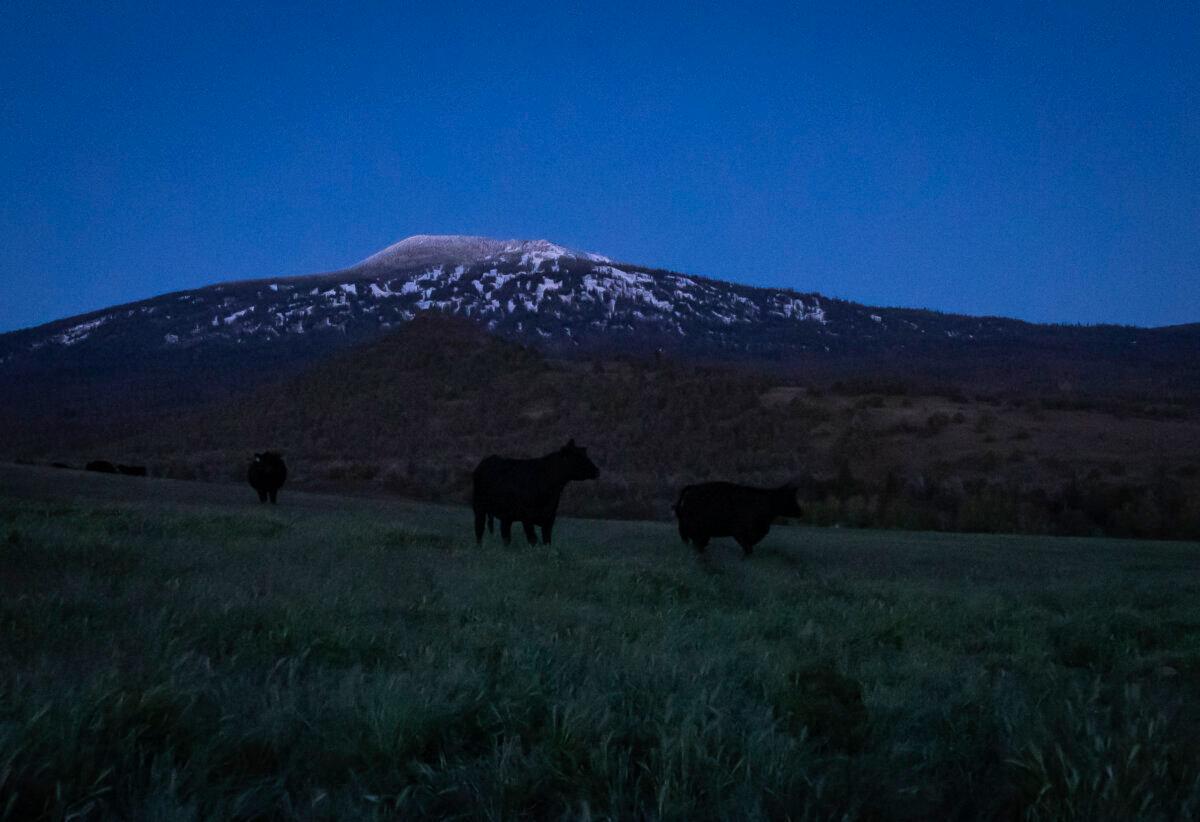 Cattle roam a pasture at Cold Springs Ranch in California’s Siskiyou County on the evening of May 7, 2024. (John Fredricks/The Epoch Times)