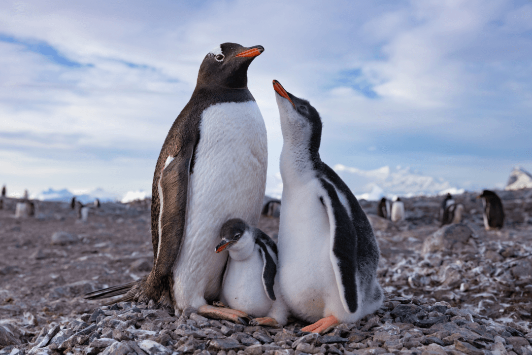 New National Geographic Docuseries Uncovers the Secret Life of Penguins