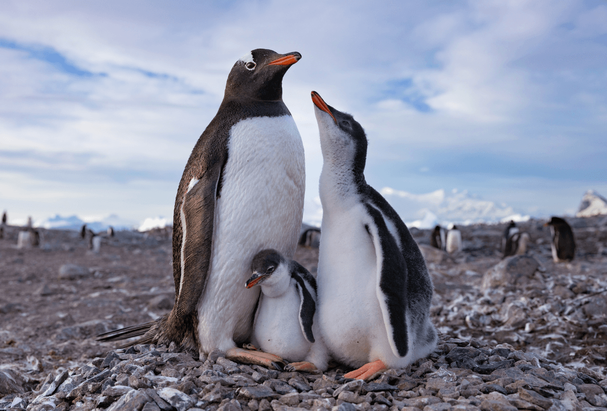 New National Geographic Docuseries Uncovers the Secret Life of Penguins
