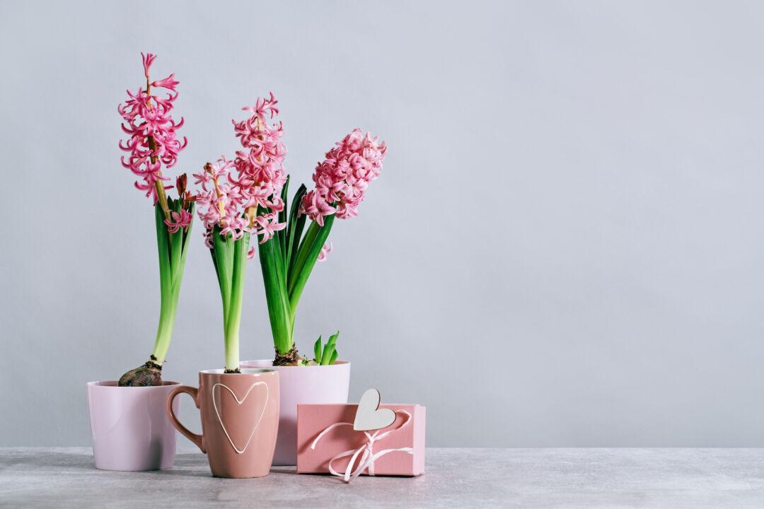 Mother’s Day Flowers