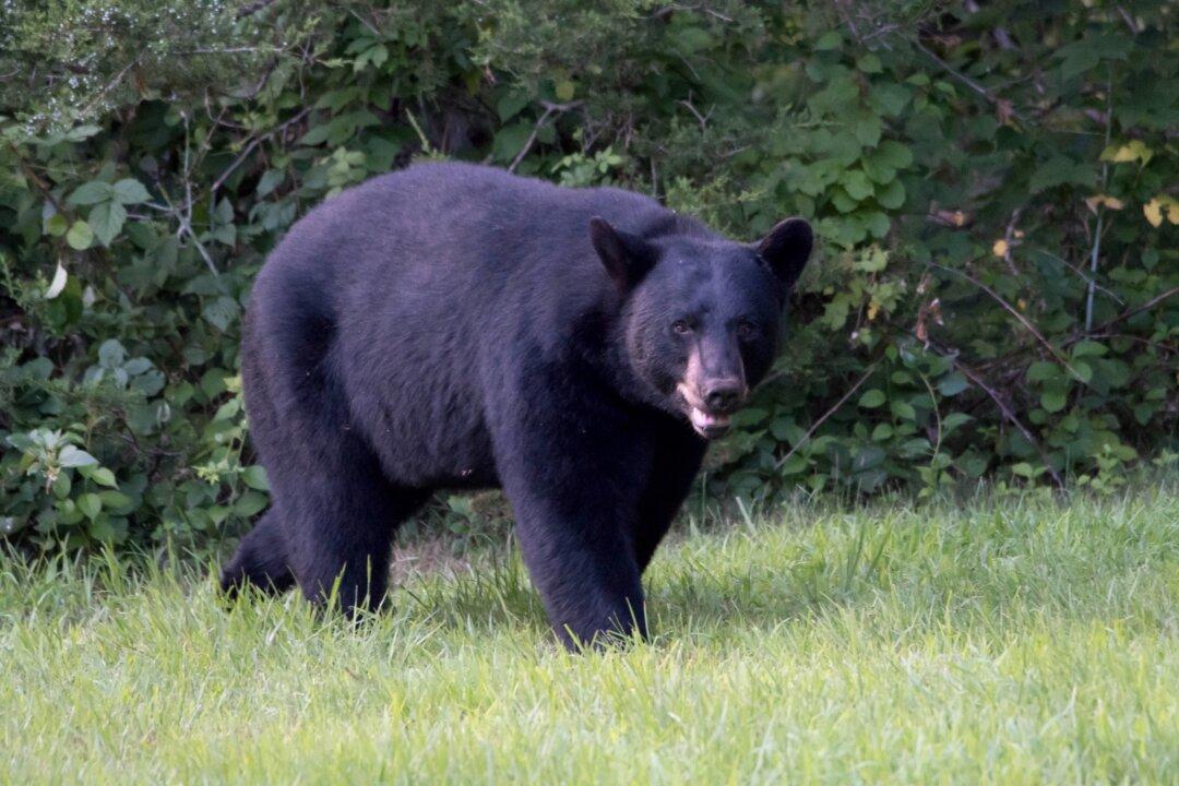 Florida Wildlife Officers Kill 3 Black Bears After a Bear Killed a Man and Dog
