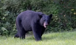 Bear Involved in Deaths of 2 People in Northern Saskatchewan