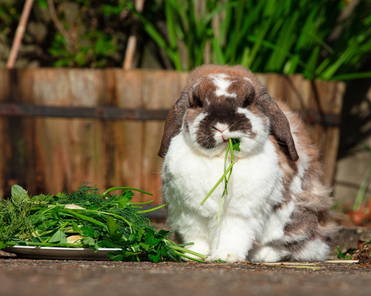 Grass Hay Should Be Freely Available to Pet Rabbit