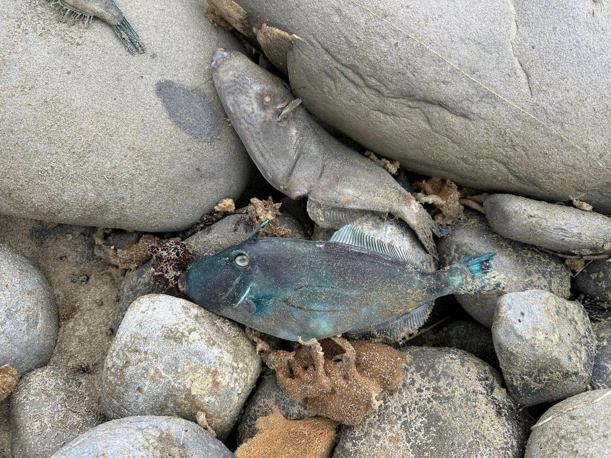 Hundreds of Marine Species Suffocate in Toxic Algae