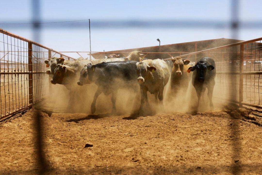 Agriculture Secretary Announces Update as Flesh-Eating Screwworm Comes Within 70 Miles of US Border