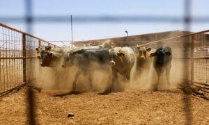 US Halts Cattle, Horse, and Bison Imports From Mexico Over Screwworm Spread