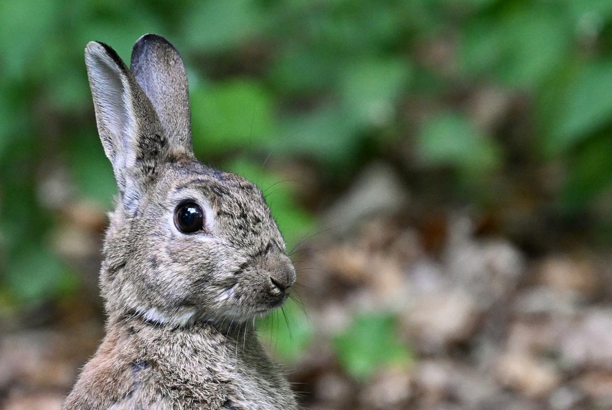 Calgary Man Sentenced to 8 Years for Torturing and Killing Pet Rabbits