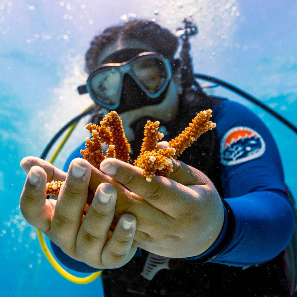 At Coralpalooza, the 10th-anniversary event honoring World Ocean Day and World Reef Awareness Day, SCUBA-certified divers get hands-on restoration opportunities and snorkelers explore the broader context of coral reef conservation. (D.A. Varela/Miami Herald/TNS)