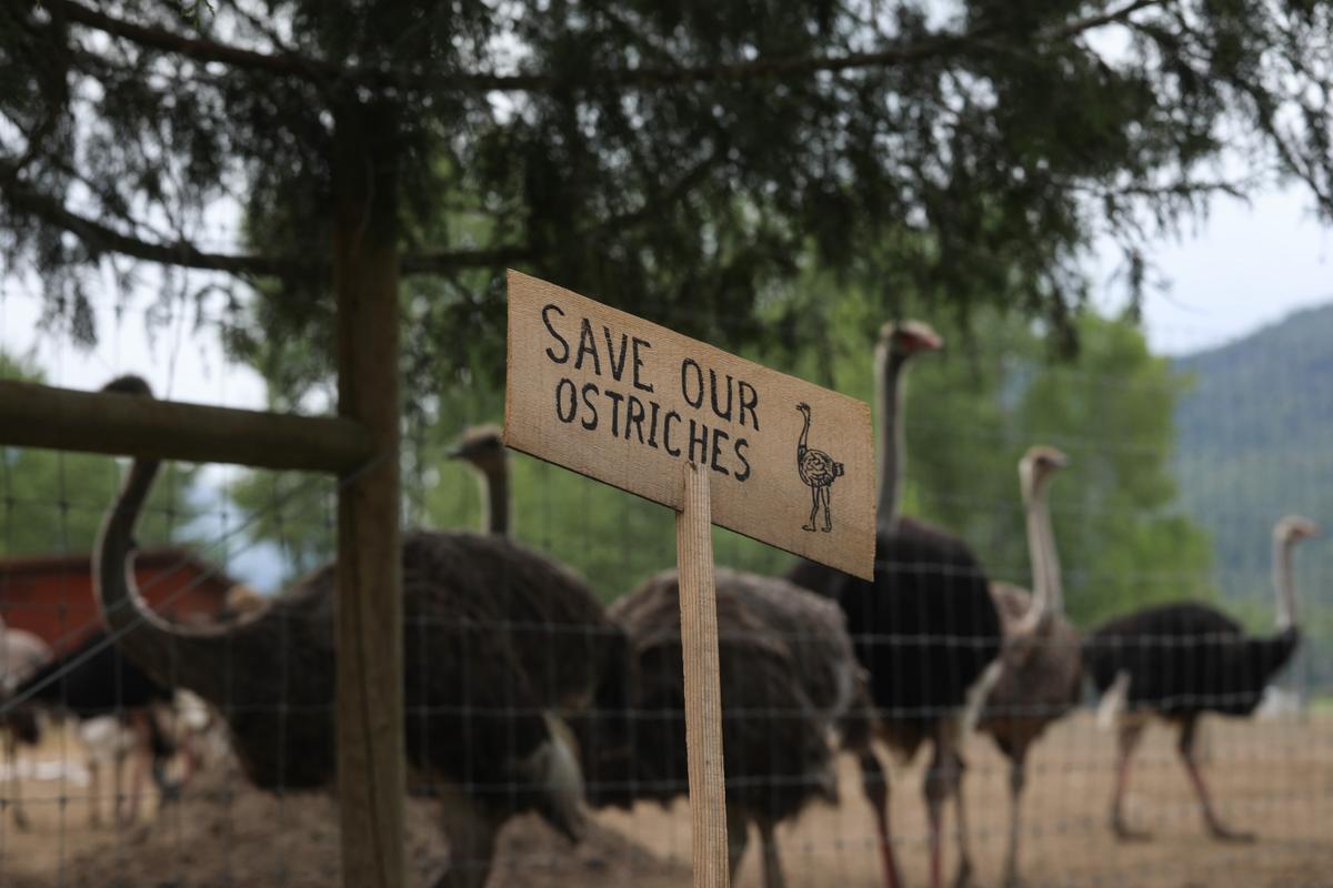 CFIA to Move Forward With Controversial BC Ostrich Cull Despite Local Landfill Denial