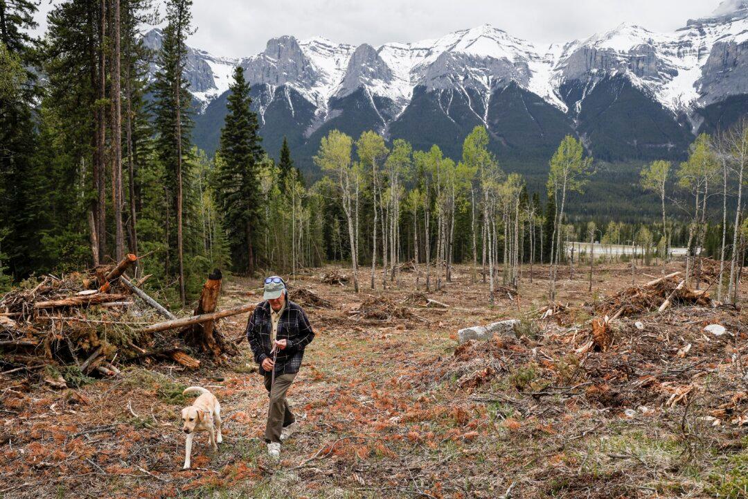 Logging, Pruning and Anxiety in Banff Ahead of First Summer Since Jasper Wildfire
