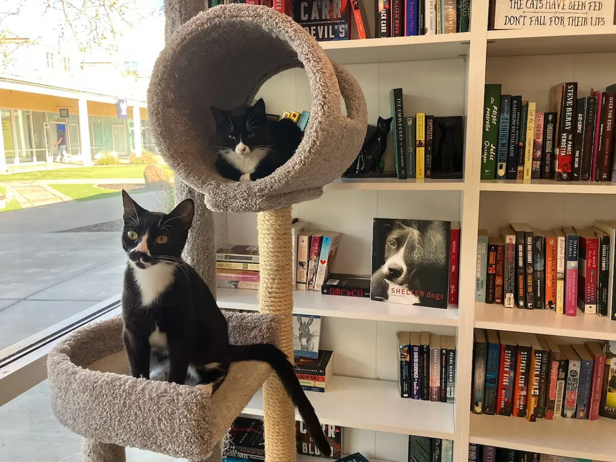 Two cats observe visitors at Morti's Used Book Nook and Cat Adoption Lounge in Petaluma. (Kate Bradshaw/Bay Area News Group)