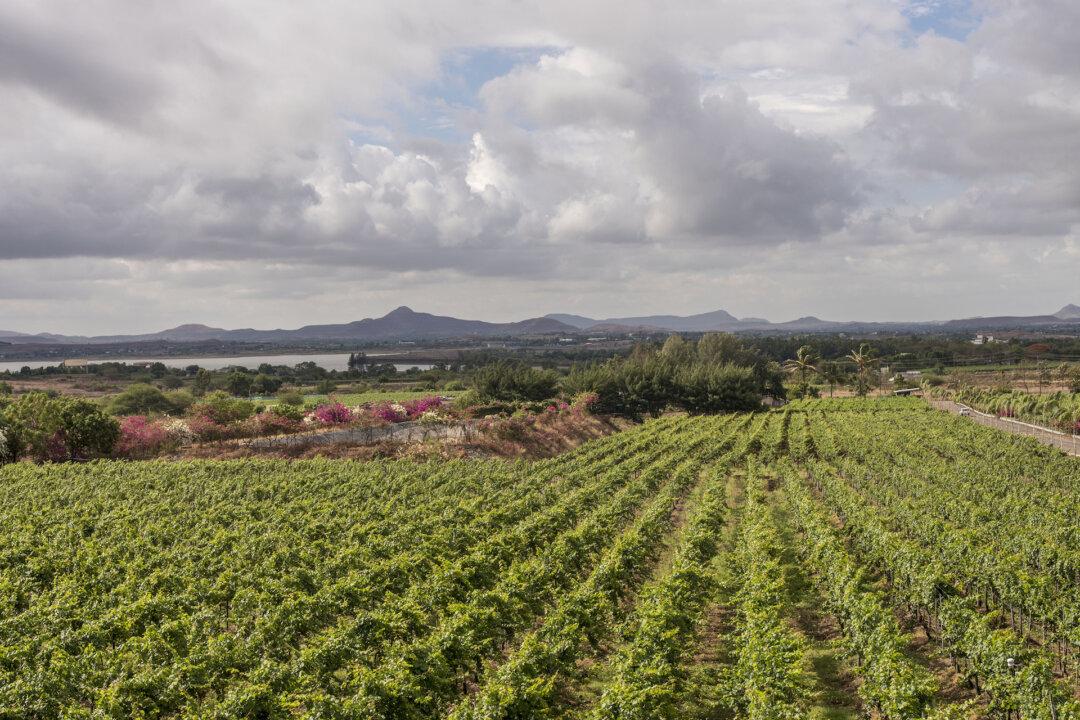 In India, Wine Culture Takes Off—With a Vineyard Scene That’s Worth a Trip